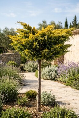 Juniperus pfitzeriana 'Golden Joy' På stam