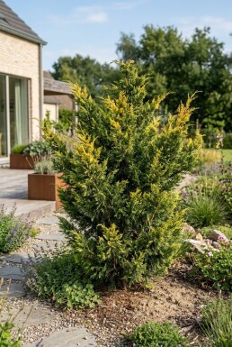 Juniperus pfitzeriana 'Kuriwao Gold' Buske