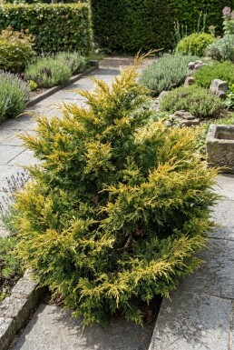Juniperus pfitzeriana 'Kuriwao Gold' Buske