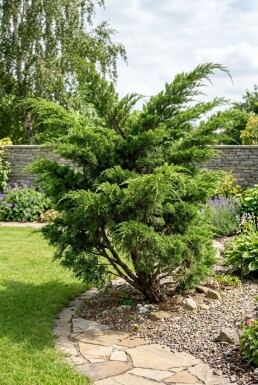 Juniperus pfitzeriana 'Mint Julep' Buske