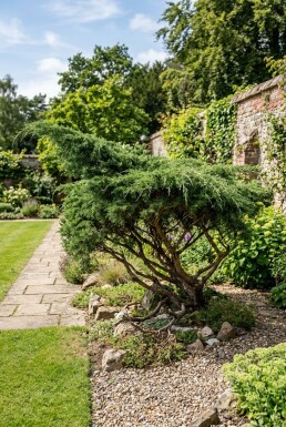 Juniperus pfitzeriana 'Mint Julep' Buske