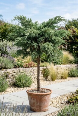 Juniperus pfitzeriana 'Mint Julep' På stam