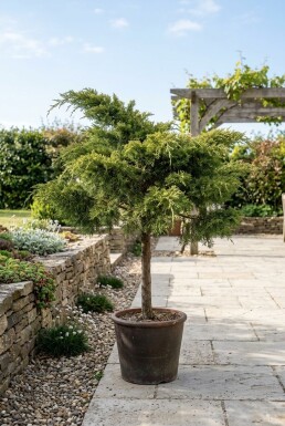 Juniperus pfitzeriana 'Mint Julep' På stam