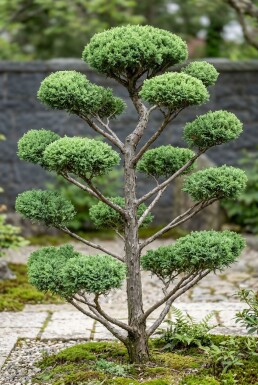 Juniperus pfitzeriana 'Mint Julep' bonsai Bonsai