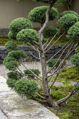 Juniperus pfitzeriana 'Mint Julep' bonsai Bonsai