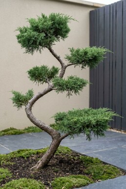 Juniperus pfitzeriana 'Mint Julep' S-form