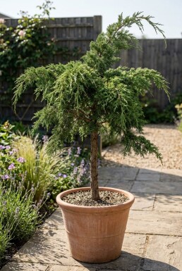 Juniperus pfitzeriana 'Mint Julep' på stam