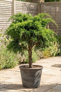 Juniperus pfitzeriana 'Mint Julep' på stam