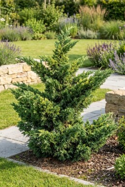 Juniperus pfitzeriana 'Mint Julep' Solitär