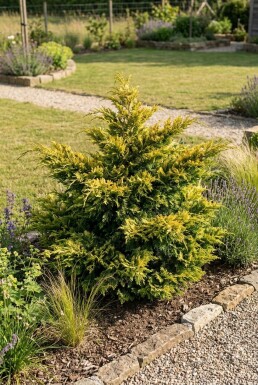 Juniperus pfitzeriana 'Old Gold'