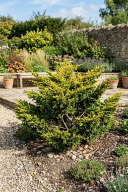 Juniperus pfitzeriana 'Old Gold' Buske