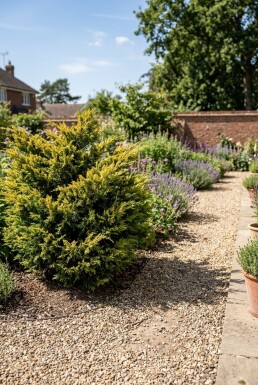 Juniperus pfitzeriana 'Old Gold' Buske