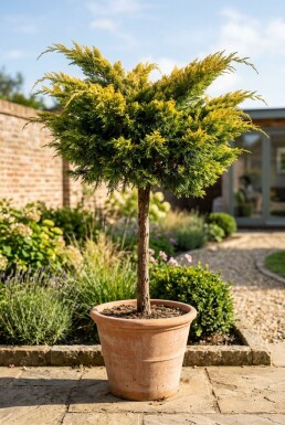 Juniperus pfitzeriana 'Pfitzeriana Aurea' på stam