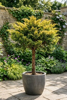 Juniperus pfitzeriana 'Pfitzeriana Aurea' på stam