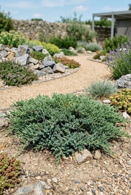 Juniperus conferta 'Schlager' Buske