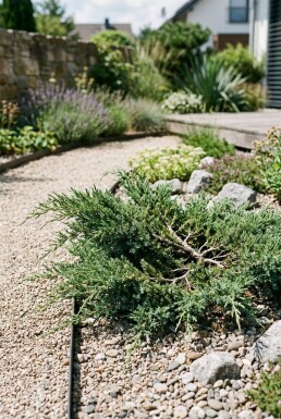 Juniperus conferta 'Schlager' Buske