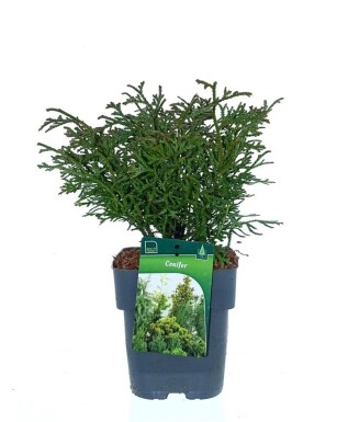 Tsuga canadensis 'Jeddeloh' buske 20-30 cm C2