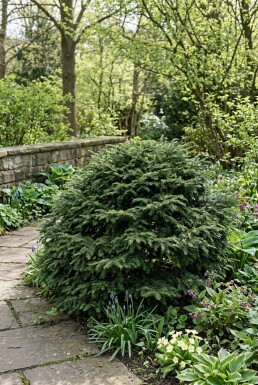 Tsuga canadensis 'Jeddeloh' buske 20-30 cm C2