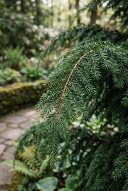 Tsuga canadensis 'Jeddeloh' buske 20-30 cm C2