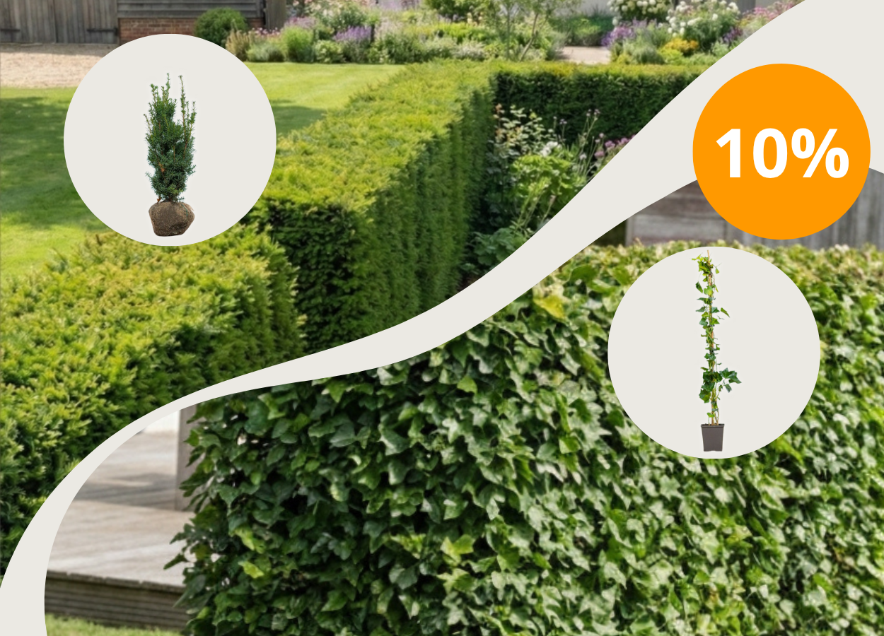 10% rabatt med code <br> HÄCKVÄXTER10 på Taxus Media Hillii + Hedera hibernica