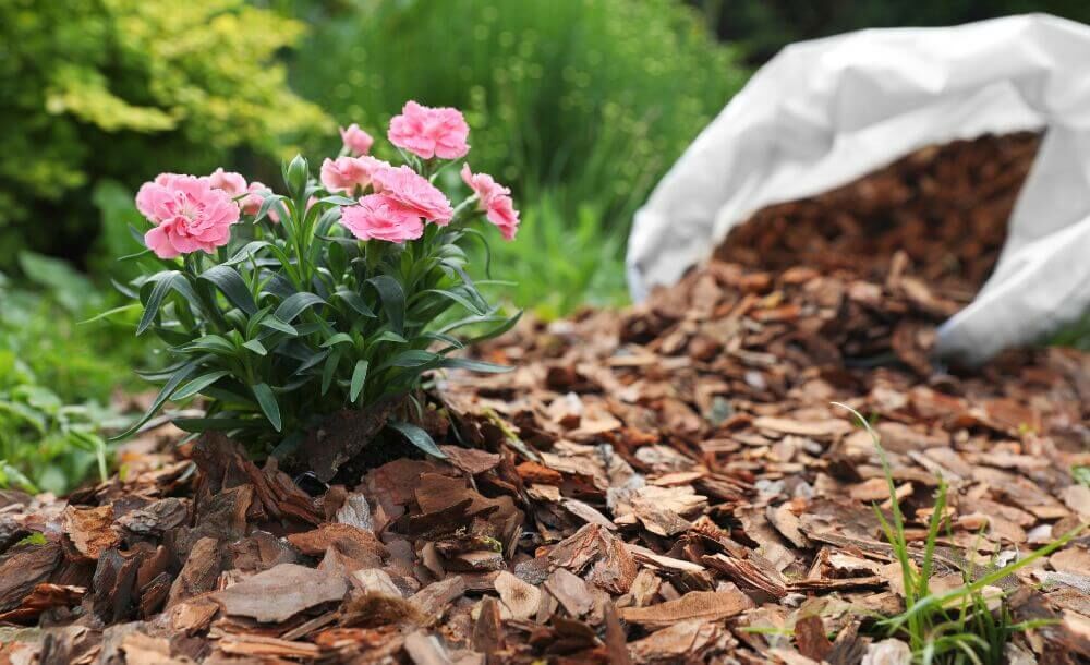 Så skyddar du dina trädgårdsväxter mot frost utan plast eller fleece