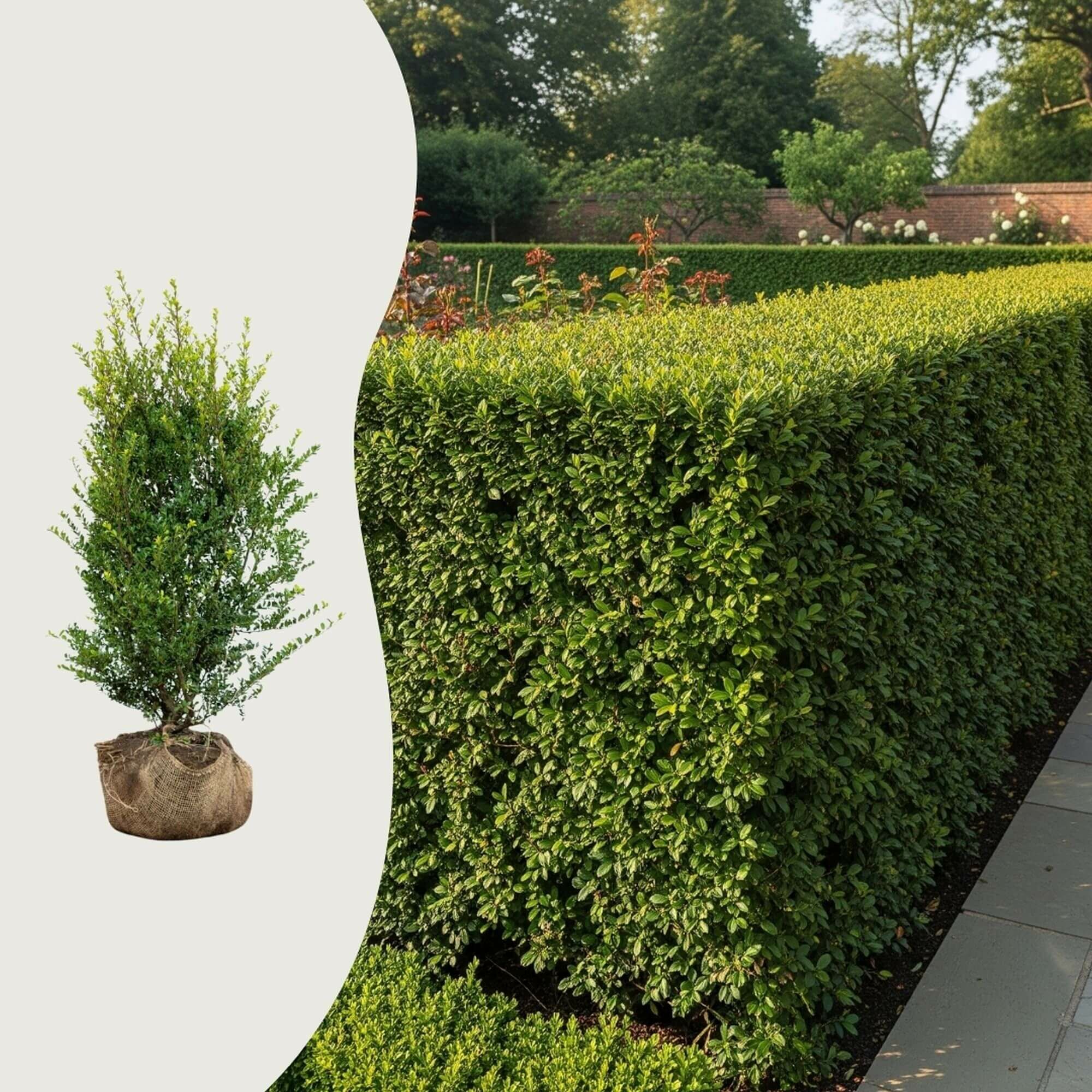 Vilken sort järnek är inhemsk?