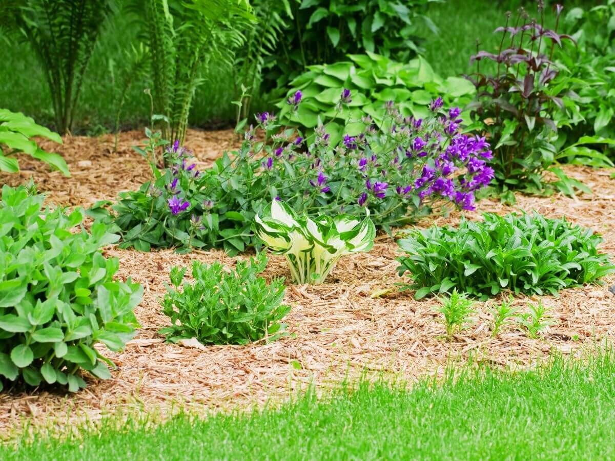 Så skyddar du dina trädgårdsväxter mot frost utan plast eller fleece image