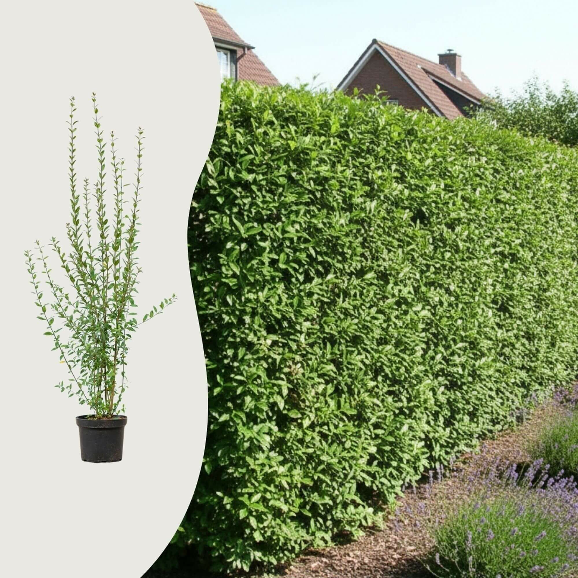 Hur många ligusterplantor behövs per meter?