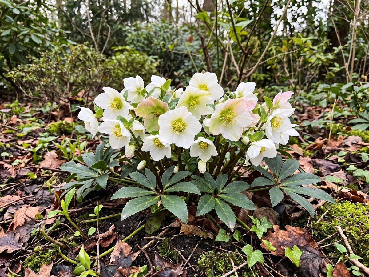 Vad gör man med en julros när den har blommat över?