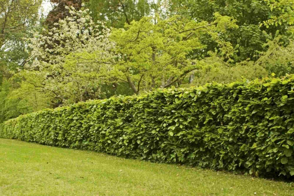 Husdjursvänliga växter och häckar: inspiration för en säker trädgård image