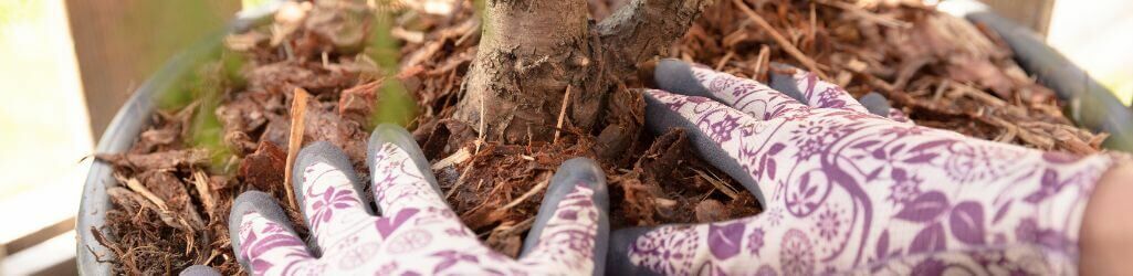 Så skyddar du dina trädgårdsväxter mot frost utan plast eller fleece image