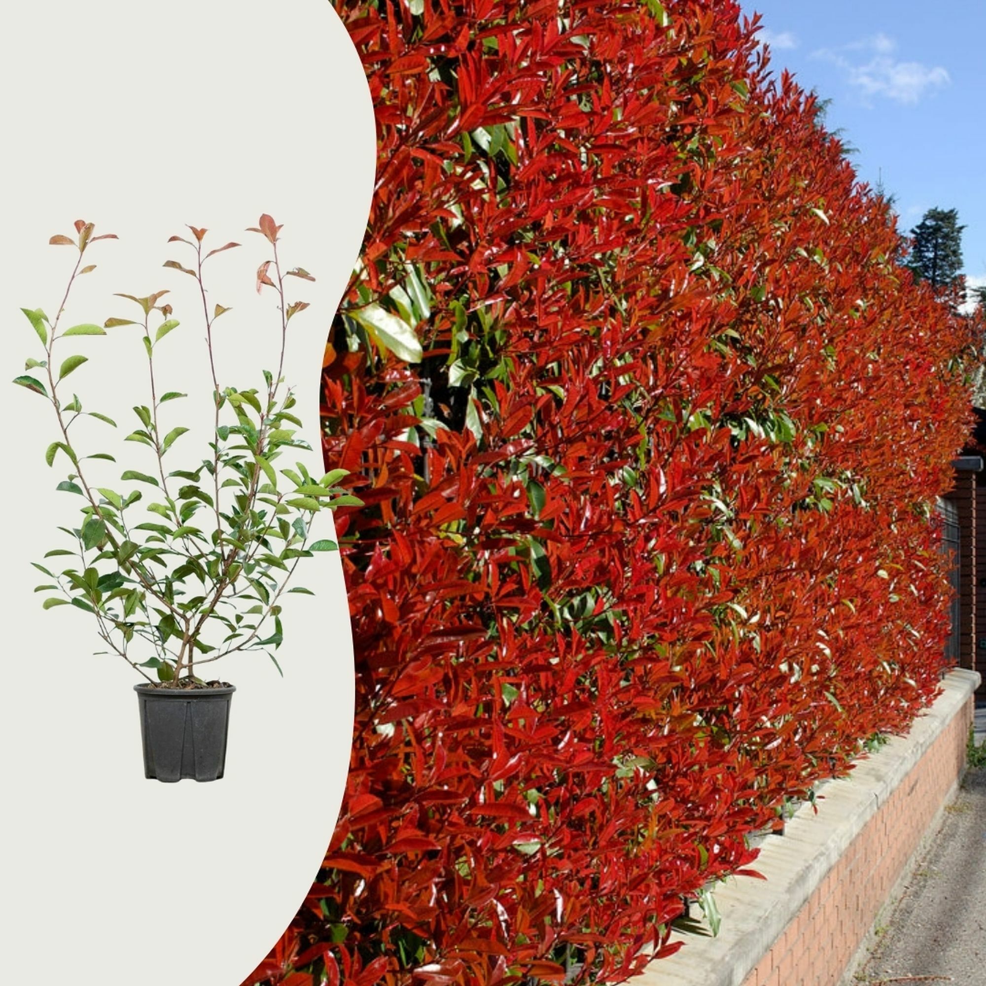 När och hur ska jag beskära min stamformade glansmispel Photinia?