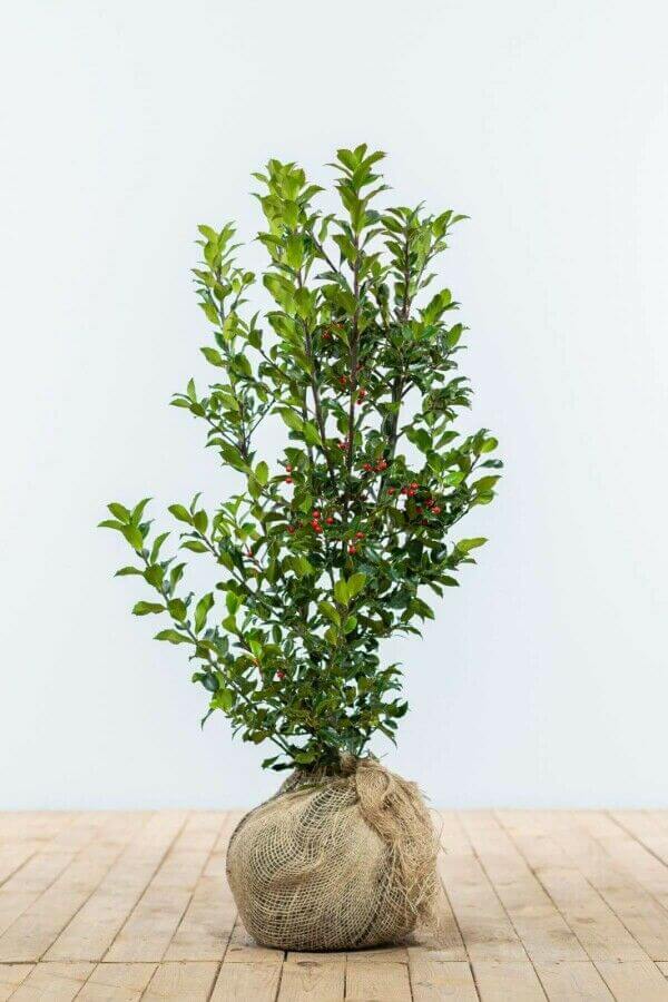 J rnek Ilex Kristtorn H ckplantor Heijnen Vaxter J rnek Ilex Kristtorn H ckplantor Heijnen Vaxter