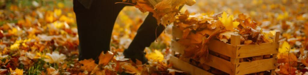 Så använder du höstlöv på ett smart sätt som naturligt skydd för din trädgård image