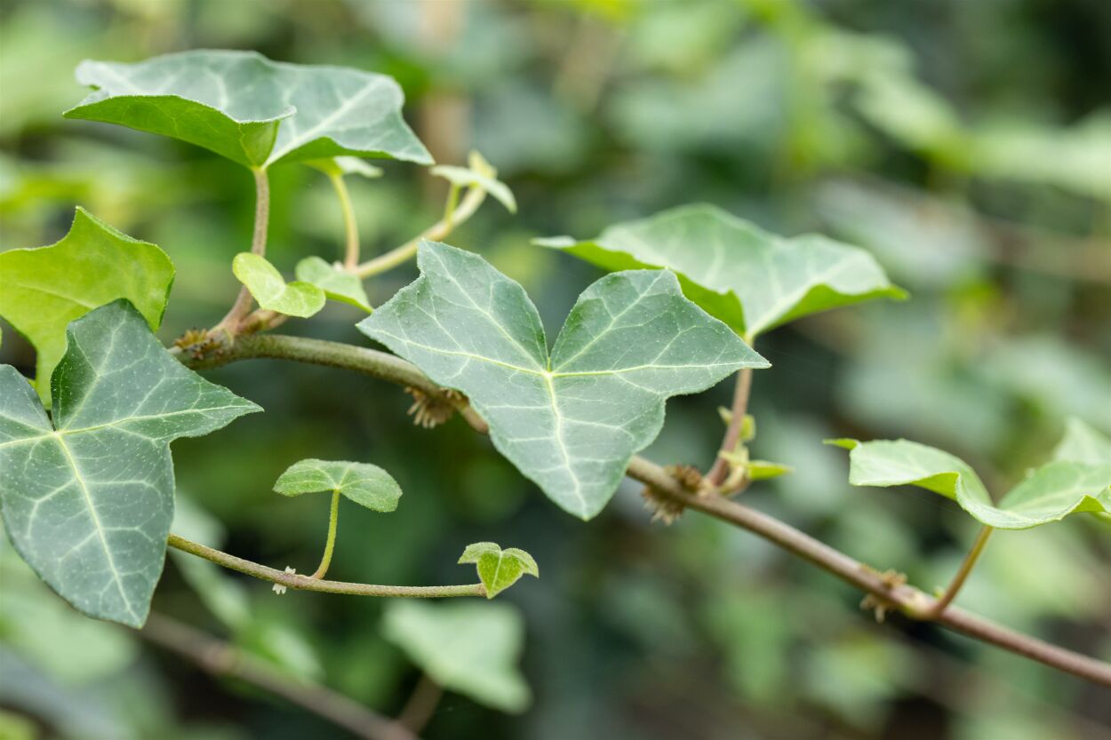 Hedera