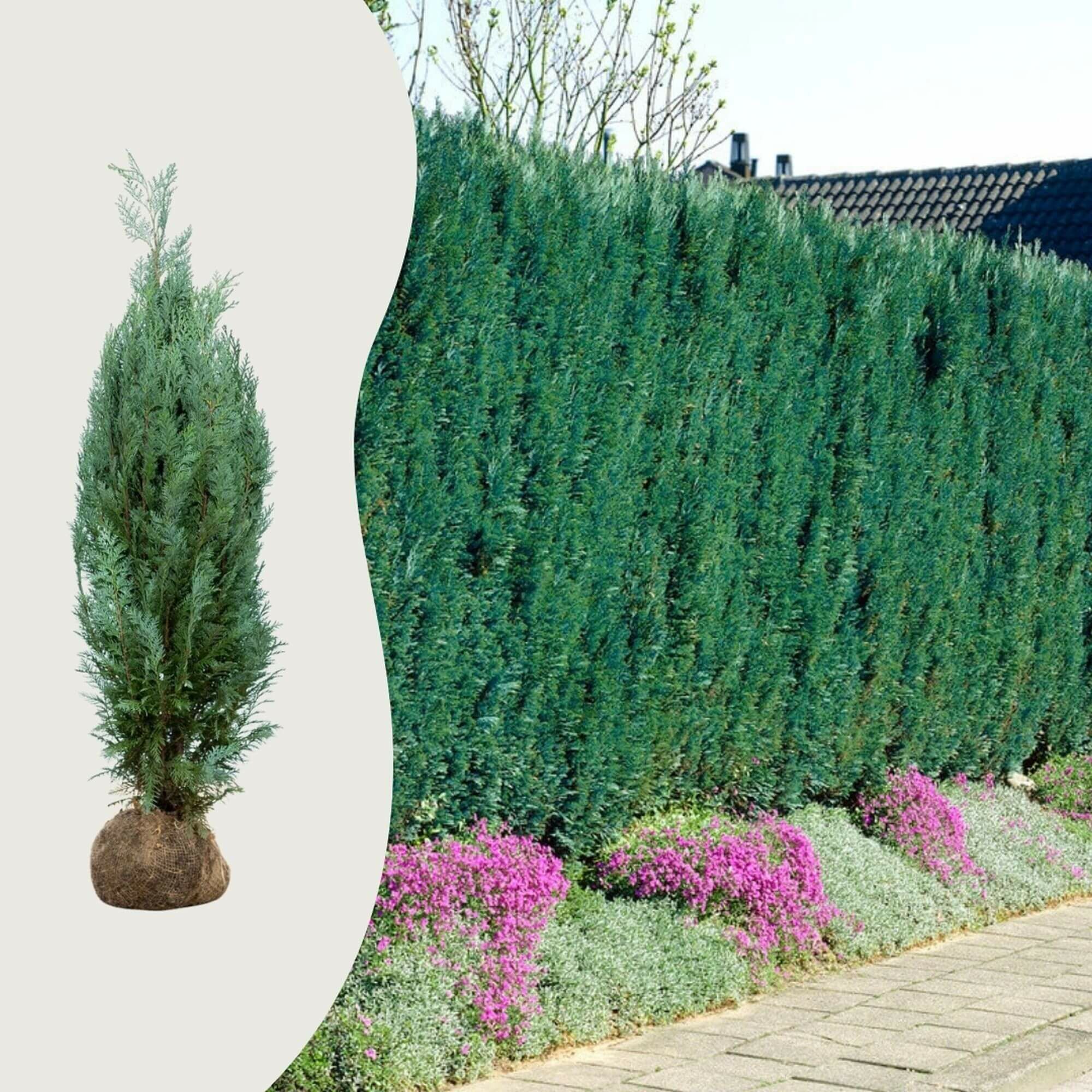 Är en cypress härdig på vintern?