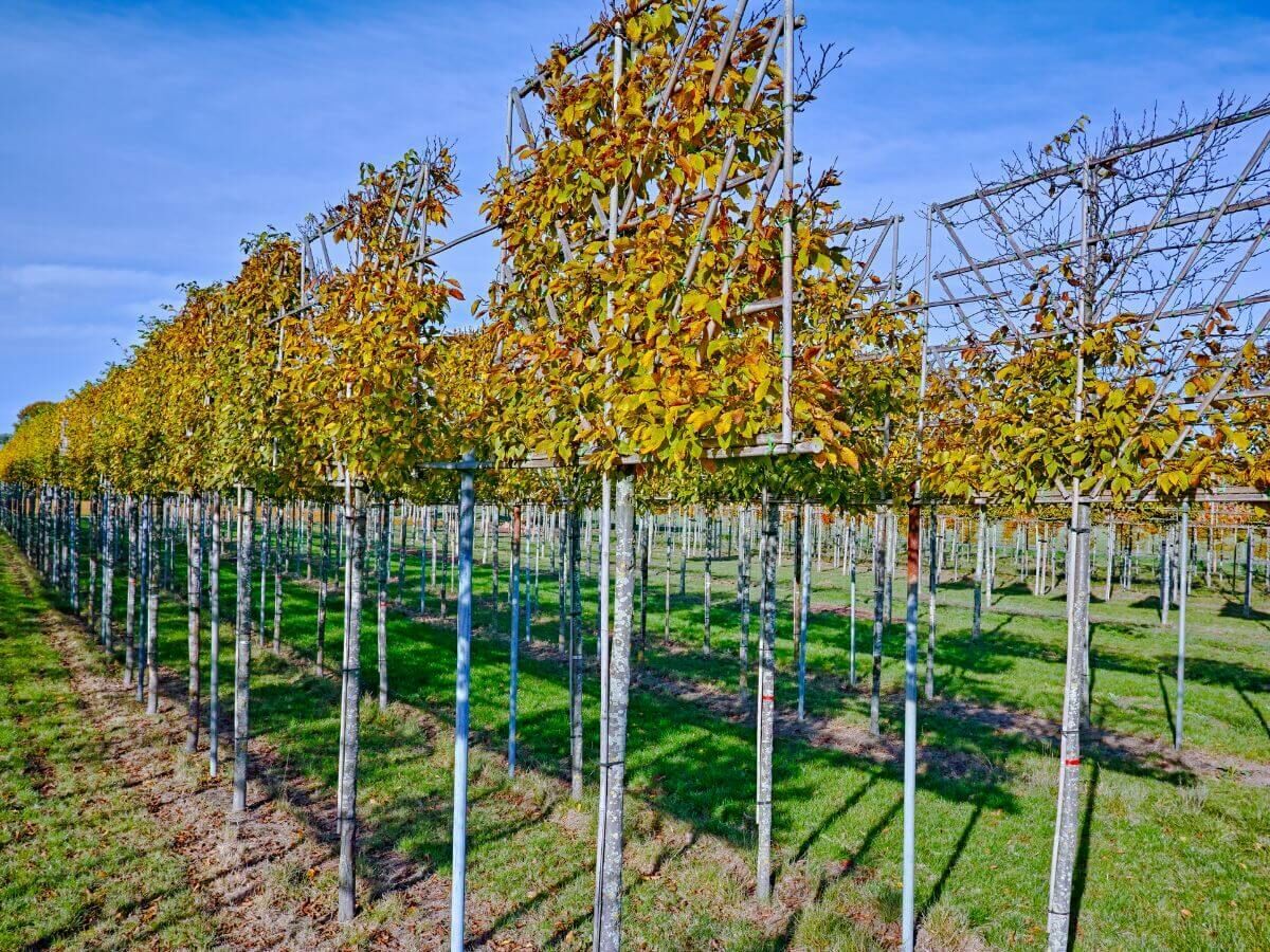 Steg-för-steg-guide för plantering av spaljéträd