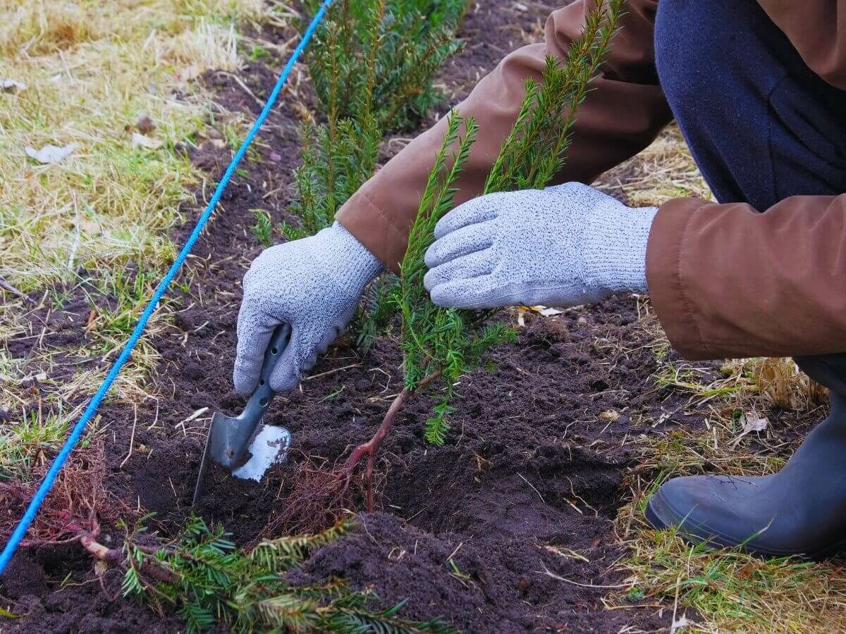 När är den bästa tiden att plantera en häck? image