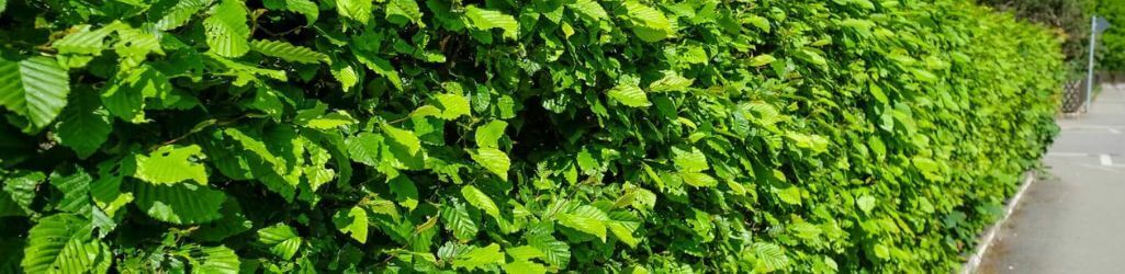 Plantera barrotsväxter: vilka är fördelarna och hur gör Ni? image