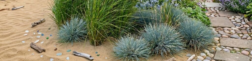 Så skapar du en maritim trädgård image