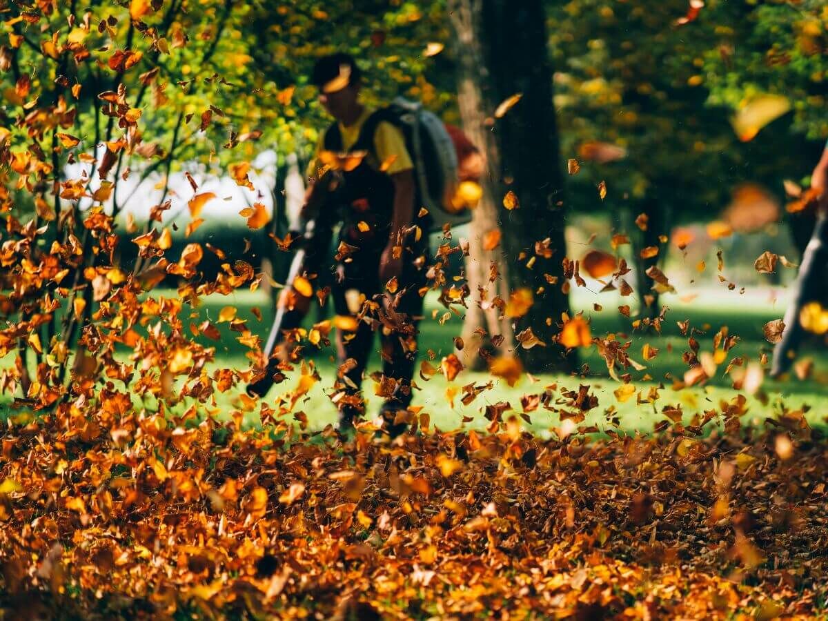 Så använder du höstlöv på ett smart sätt som naturligt skydd för din trädgård image
