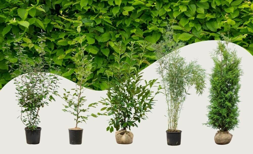 Upptäck våra häckväxter