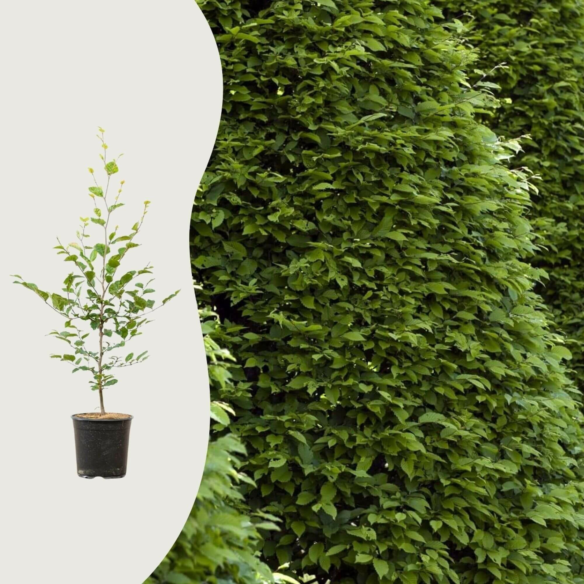 När är den bästa tiden att plantera en bokhäck?