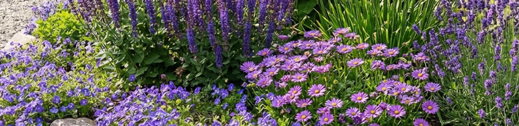 Topp 5 lila perenner image