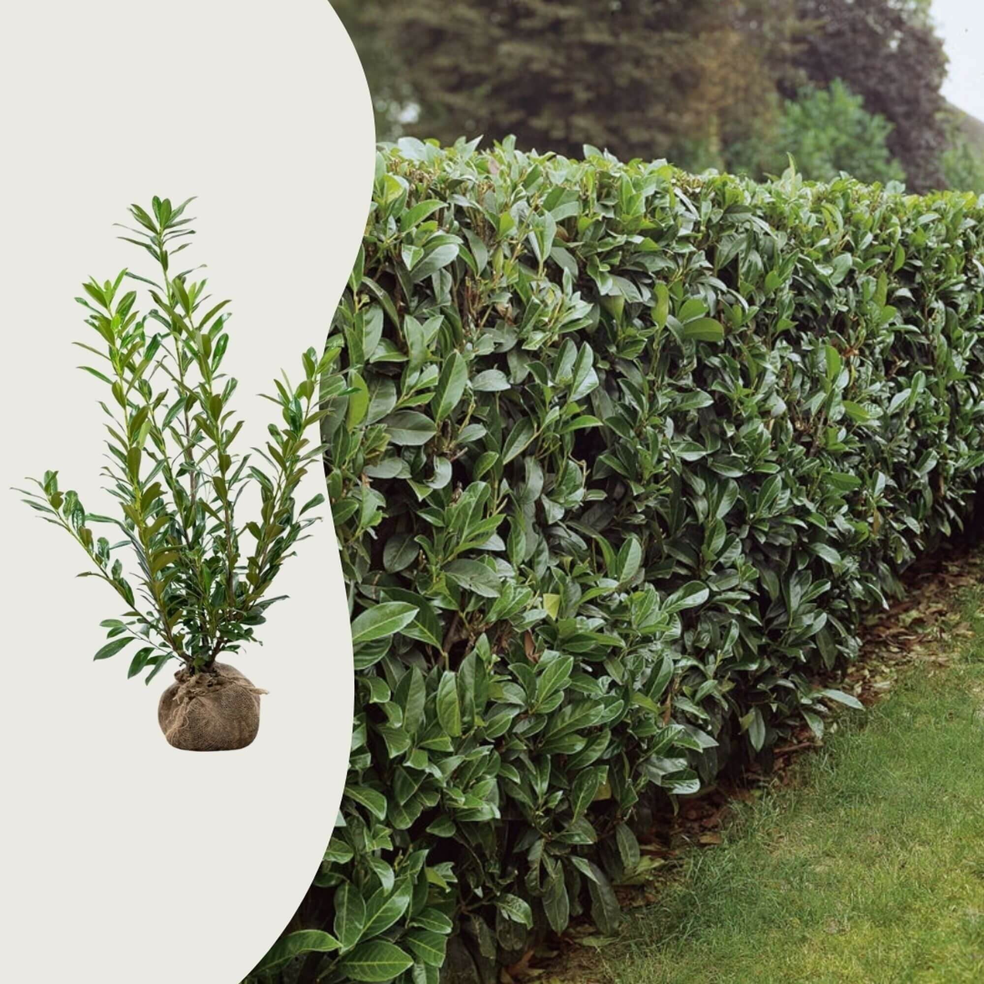 Hur hög blir lagerhägg ‘Novita’?