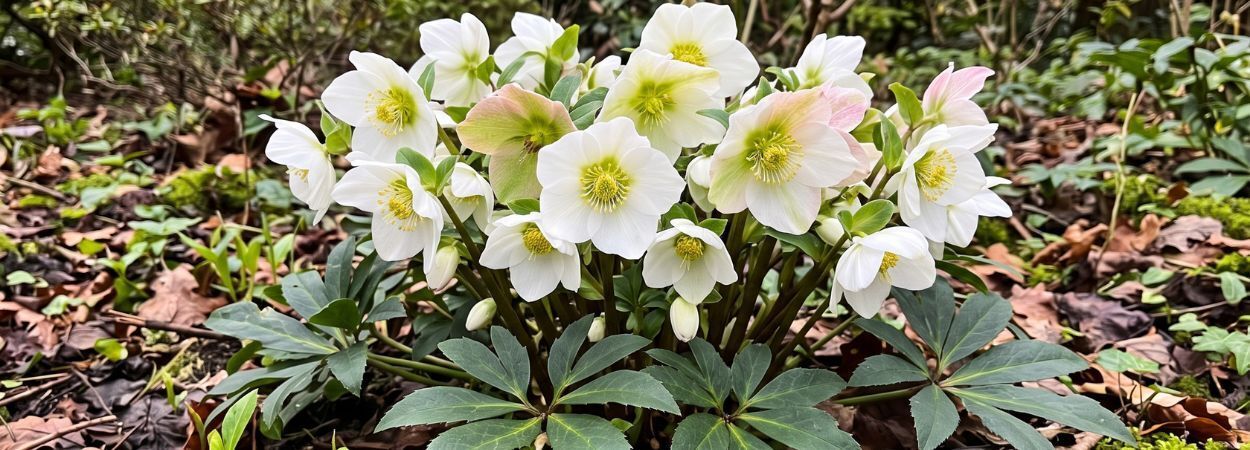 Varför blommar min julros på sommaren?