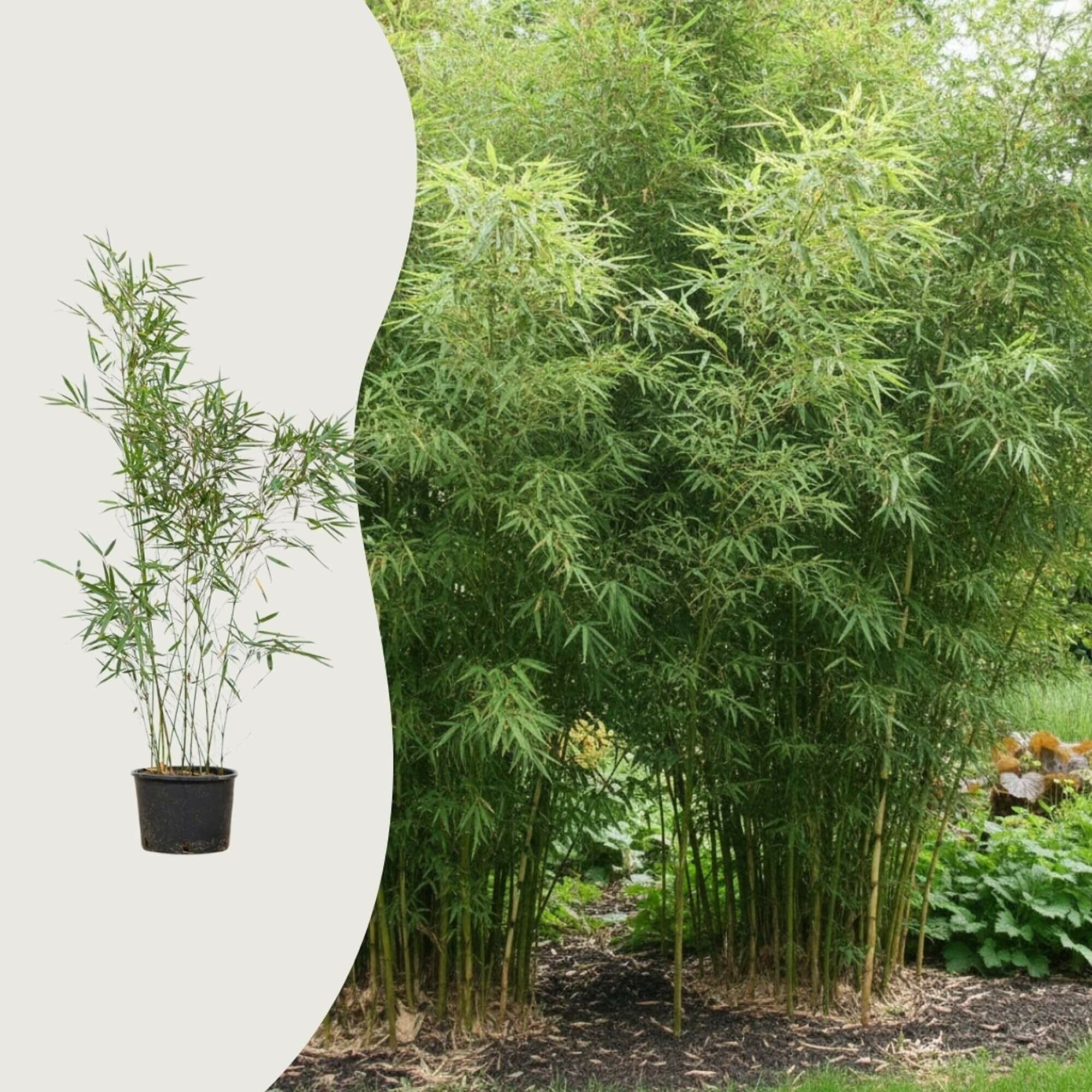 Kan jag bli av med bambu med kokande vatten?