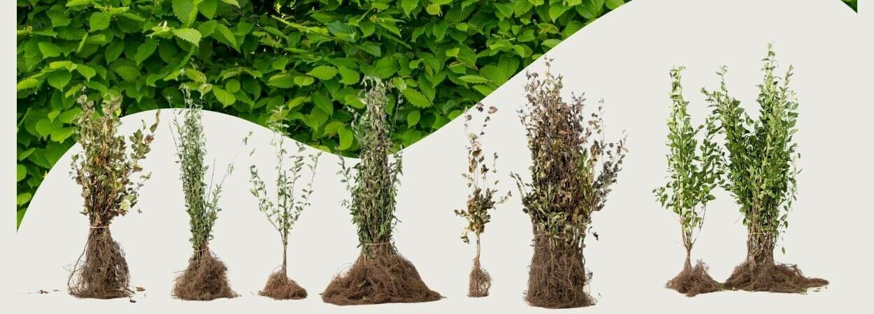 Plantera barrotsväxter: vilka är fördelarna och hur gör Ni?