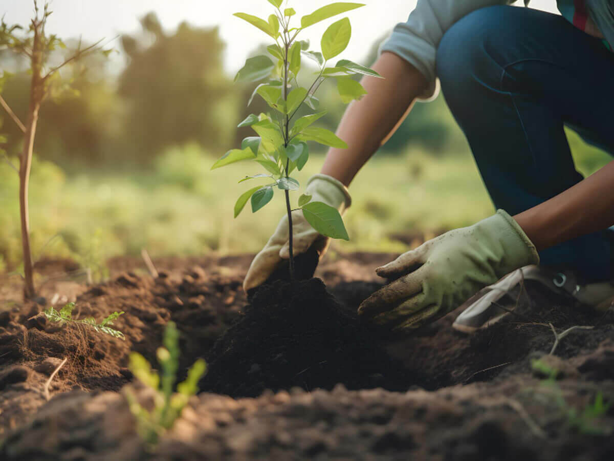 Instruktioner för plantering