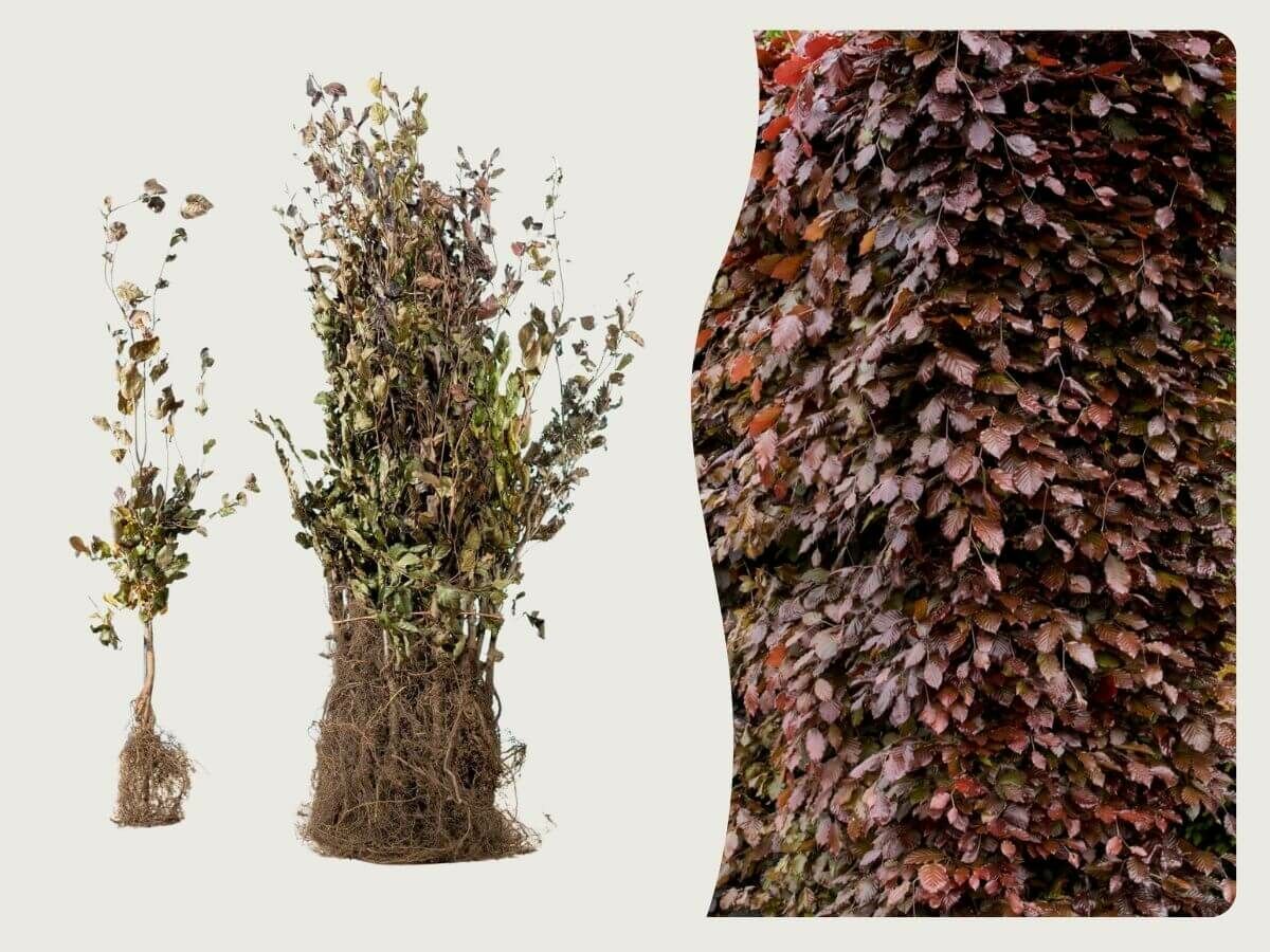 Plantera barrotsväxter: vilka är fördelarna och hur gör Ni? image